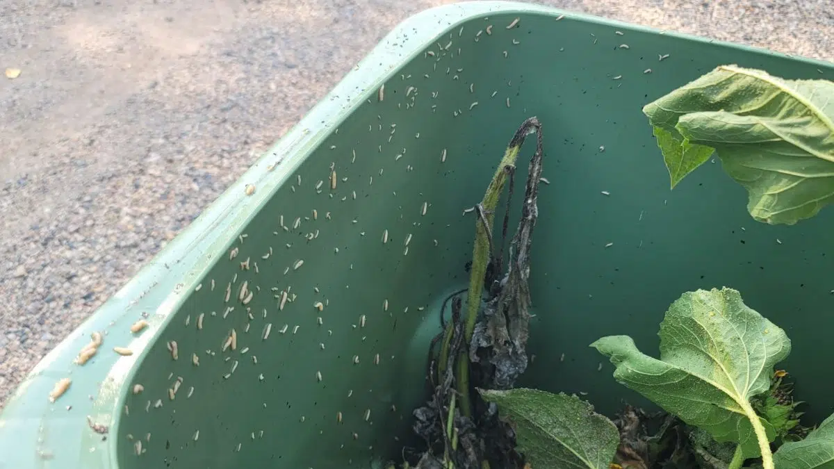 Regina resident alarmed after maggots make a home in his green bin 980 CJME