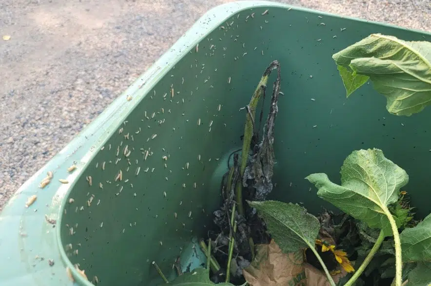 Regina resident alarmed after maggots make a home in his green bin