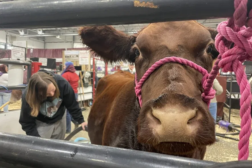 2023 Agribition termed a success as it wraps up last day