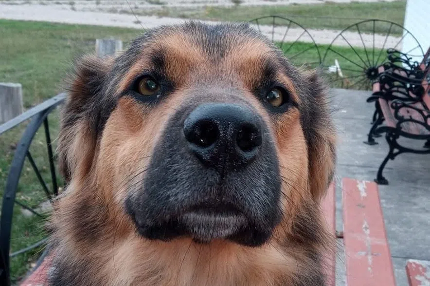 Missing Stoughton dog found in Toronto