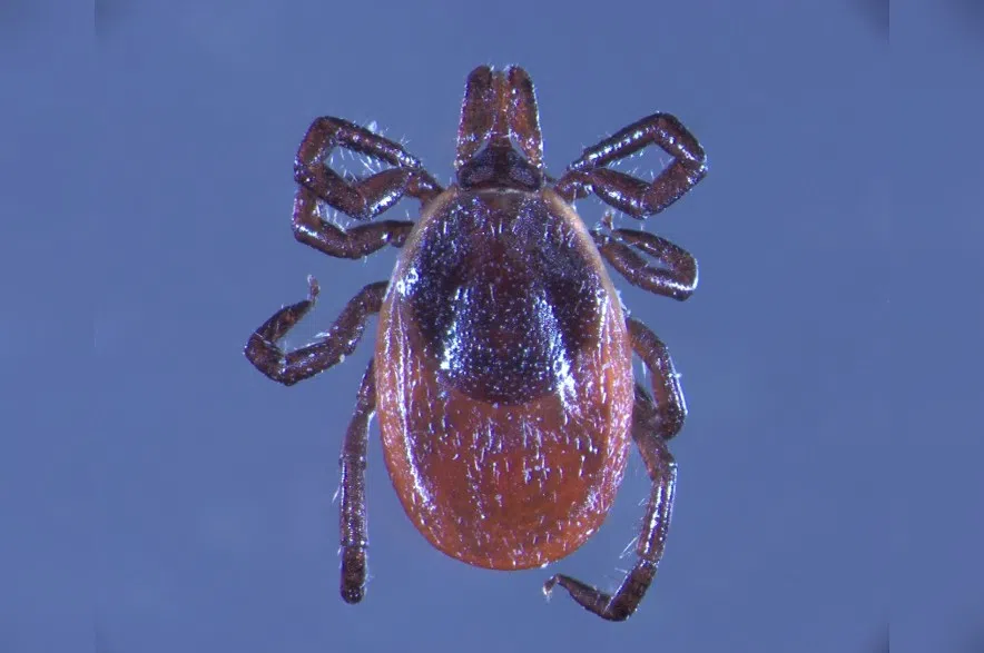 Saskatchewan sees increase in ticks that can carry Lyme disease