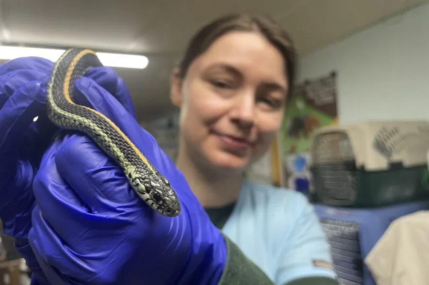 Salthaven West wildlife rehab clinic presses on with fundraising efforts