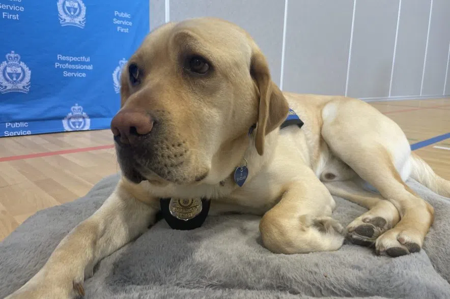 Sinclair, the new Regina police facility dog, greets the public