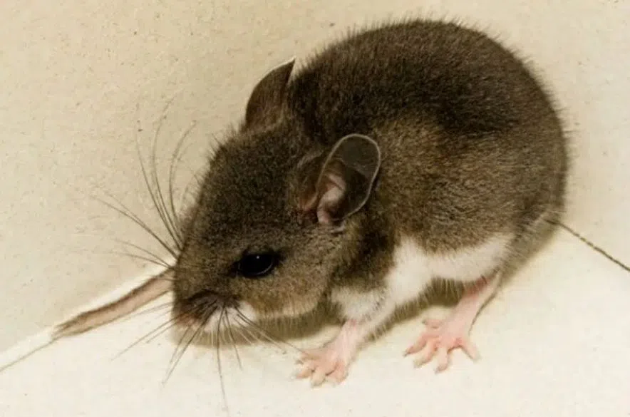 Sask. health ministry reminds people about risk of hantavirus