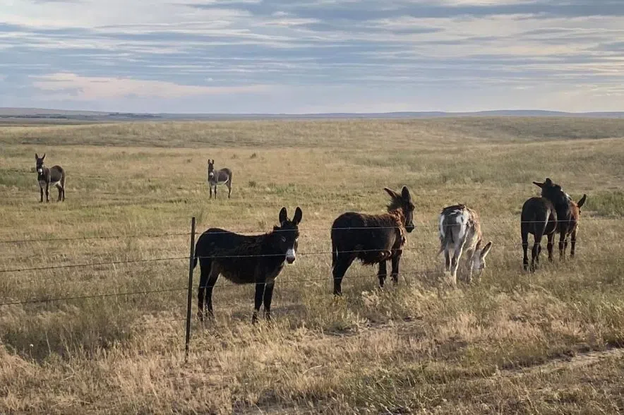 Beasts of burden: Rancher turns to donkeys to deal with cougars