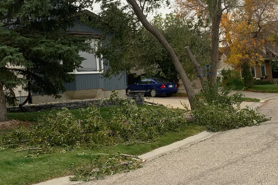 Branches in road