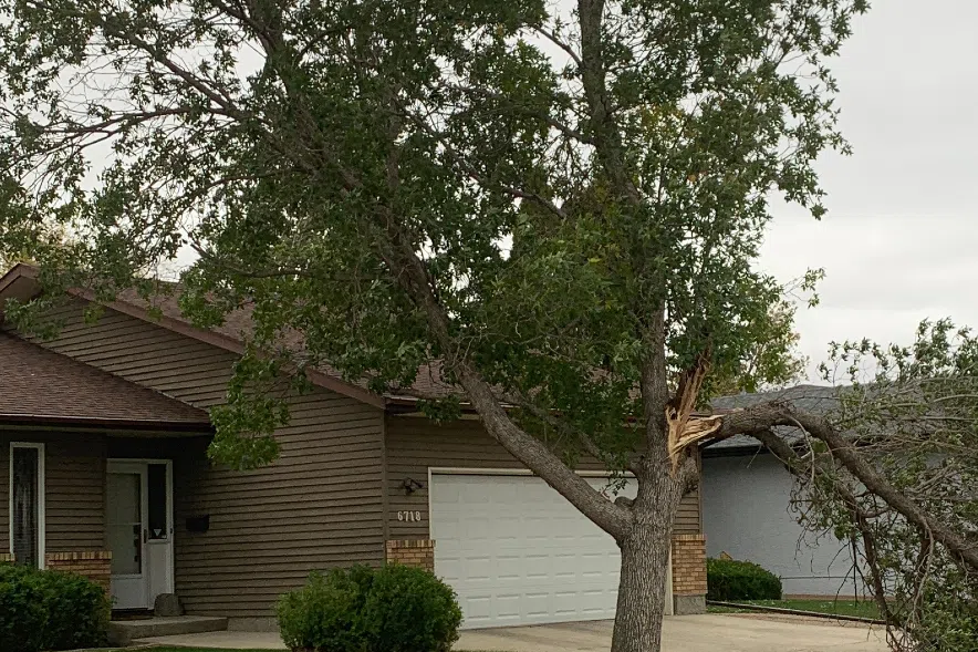 Tree with broken branch