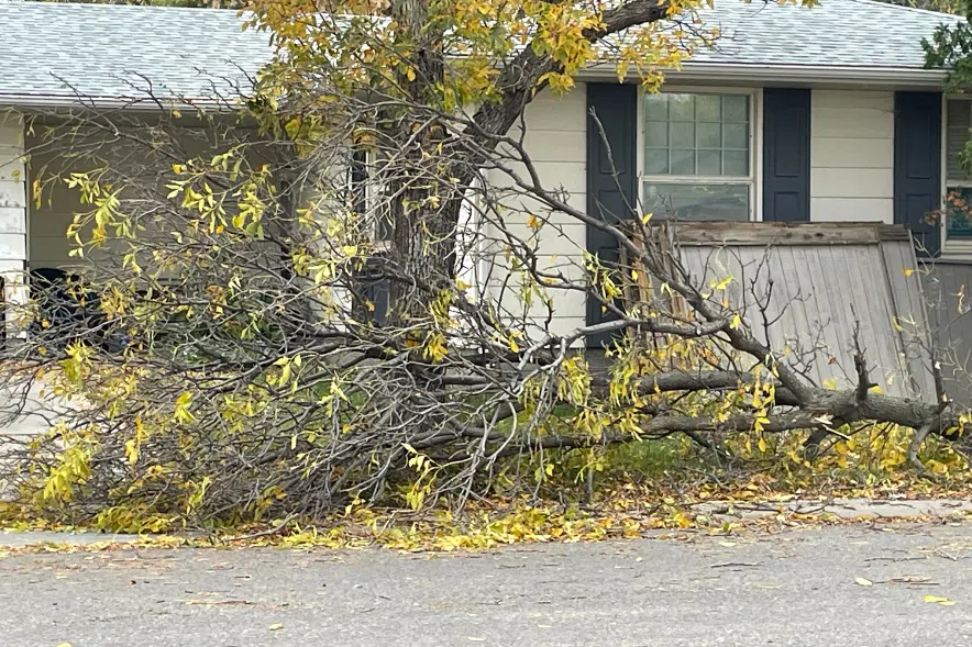 Branches down in Regina