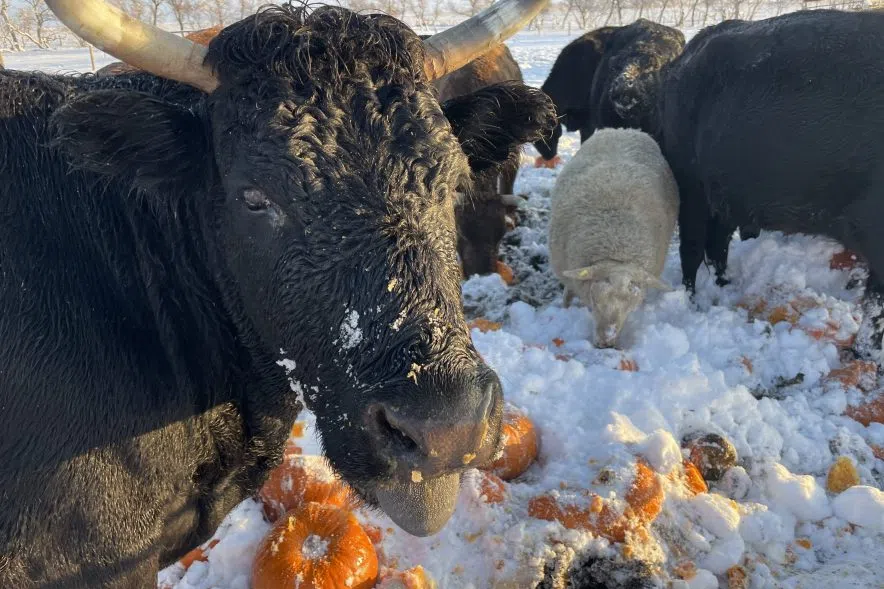 Cows eating pumpkins