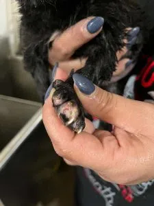 One of their recents rescues has little to no nails left, Shantel Stewart said they do not know the cause. (Angels of Hope Animal Rescue Inc.)