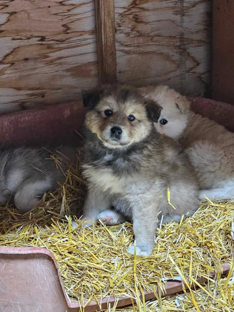 Miracle's siblings were taken into the care of the rescue, but their owner refused to hand over Miracle. (Angel's of Hope Animal Rescue)