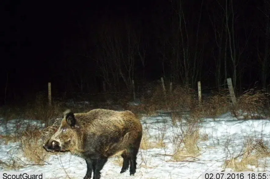 A wild pig.
