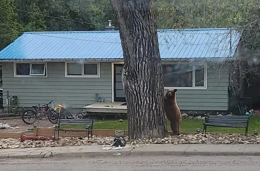 In May 2024, Lumsden RCMP put down a bear after it roamed around the town. (Curtis Koskie/Submitted)