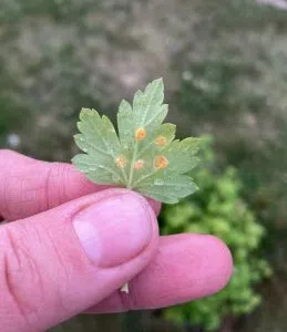 Gooseberry bush leaf. (Submitted)