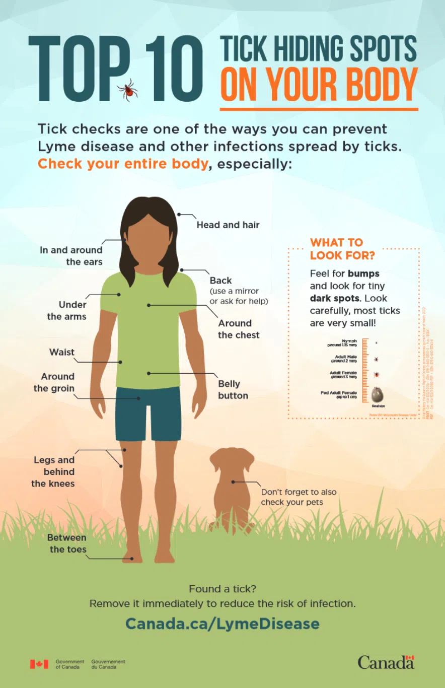 The top 10 tick hiding spots on your body.
