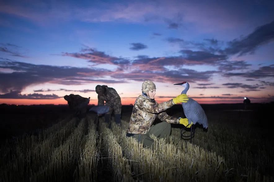 Waterfowl decoys.