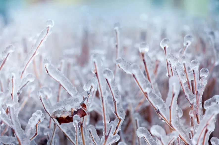Ice on tree.