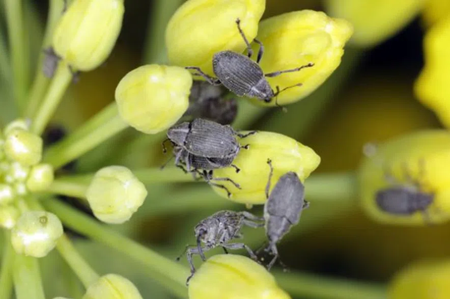 Research scientist reviews top canola pests of the 2025 growing season