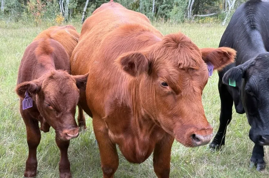 Cattle standing in a field on a Saskatchewan ranch.