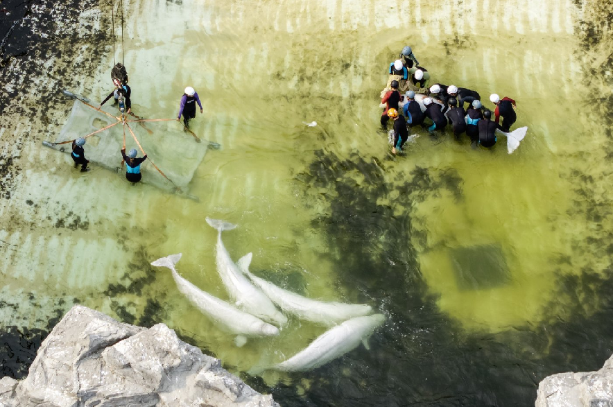 A beluga whale is transported by a group of experts from Marineland and U.S. aquariums onto a truck via a sling at Marineland in Niagara Falls, Ont., on Wednesday, Aug. 12, 2026.