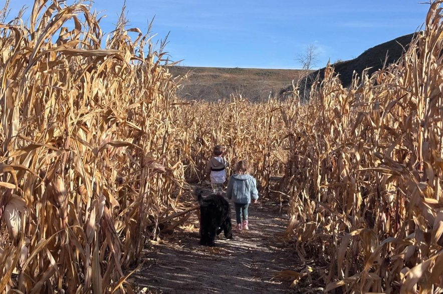 kids in a corn maze