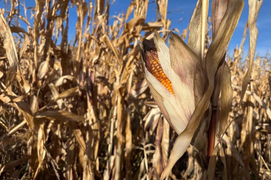 corn in a maze
