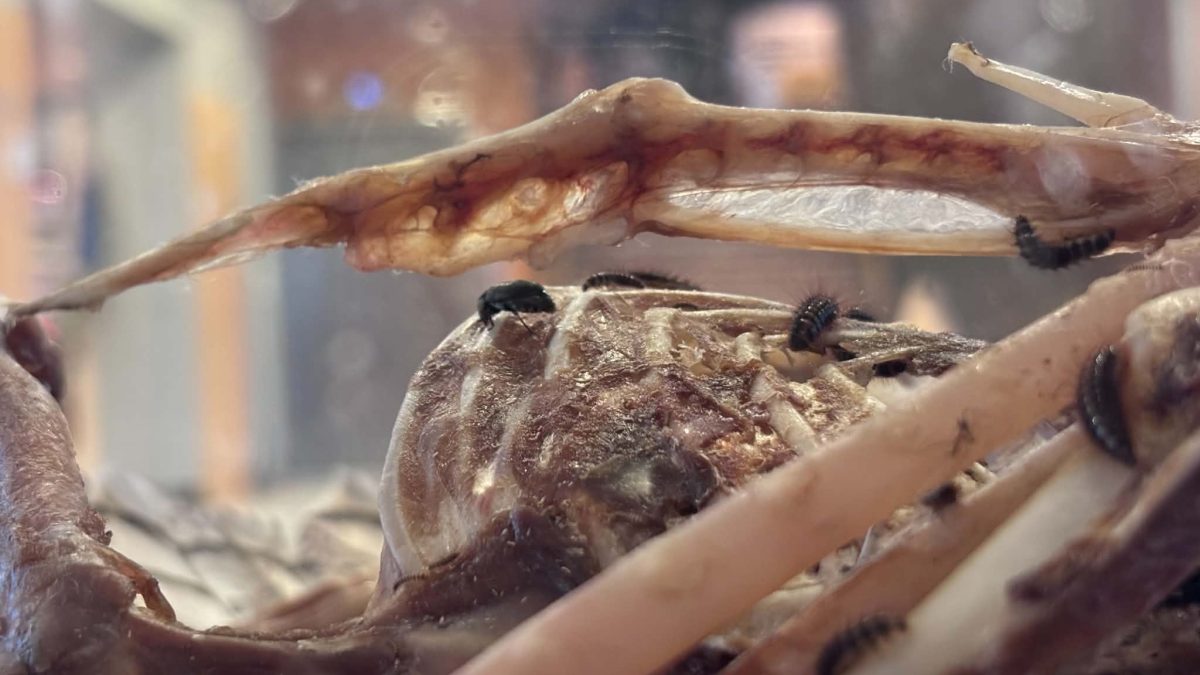 Flesh-eating beetles rival zombies for Halloween at Sask. museum