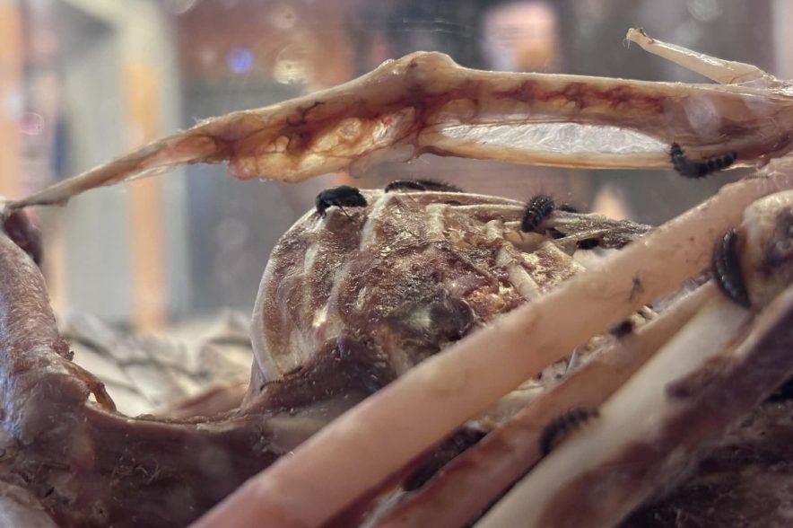 Flesh-eating beetles munch on the rib cage of an owl in a display at the Royal Saskatchewan Museum.