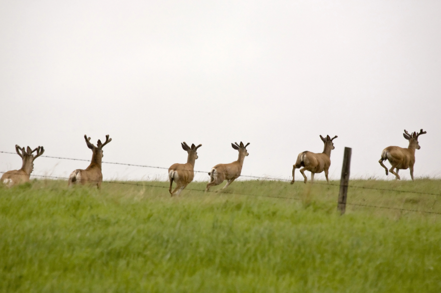 Deer running in a prairie field.