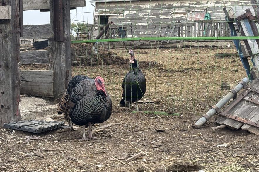 Two black turkeys stand near a wire fence and wooden farm buildings at Fenek Farms in Saskatchewan.