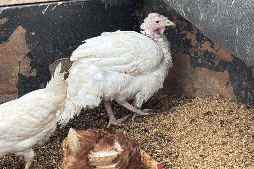 A white turkey stands alongside chickens at Fenek Farms in Saskatchewan.