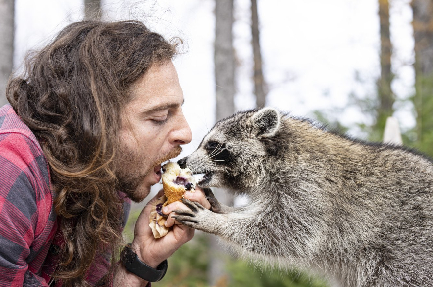 Montreal man on the run takes pet raccoon for rabies vaccination - 980 CJME