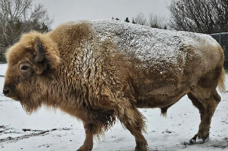 Memorandum of understanding has brought bison back to Batoche