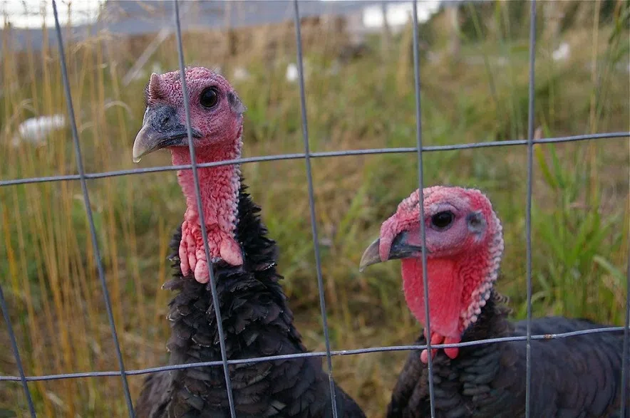 Avian flu forces Sask. farm to cull entire holiday turkey flock