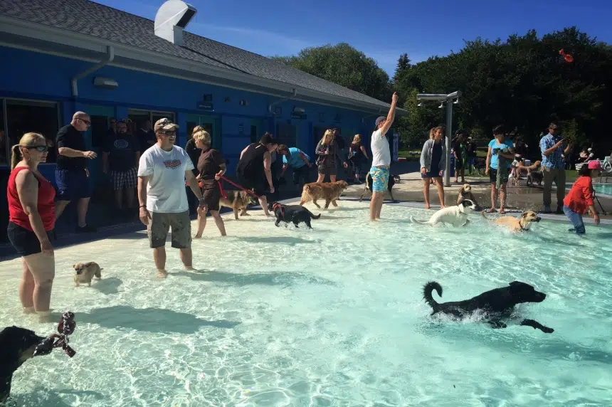 Pets, service animals go swimming on final day for outdoor pools in Saskatoon