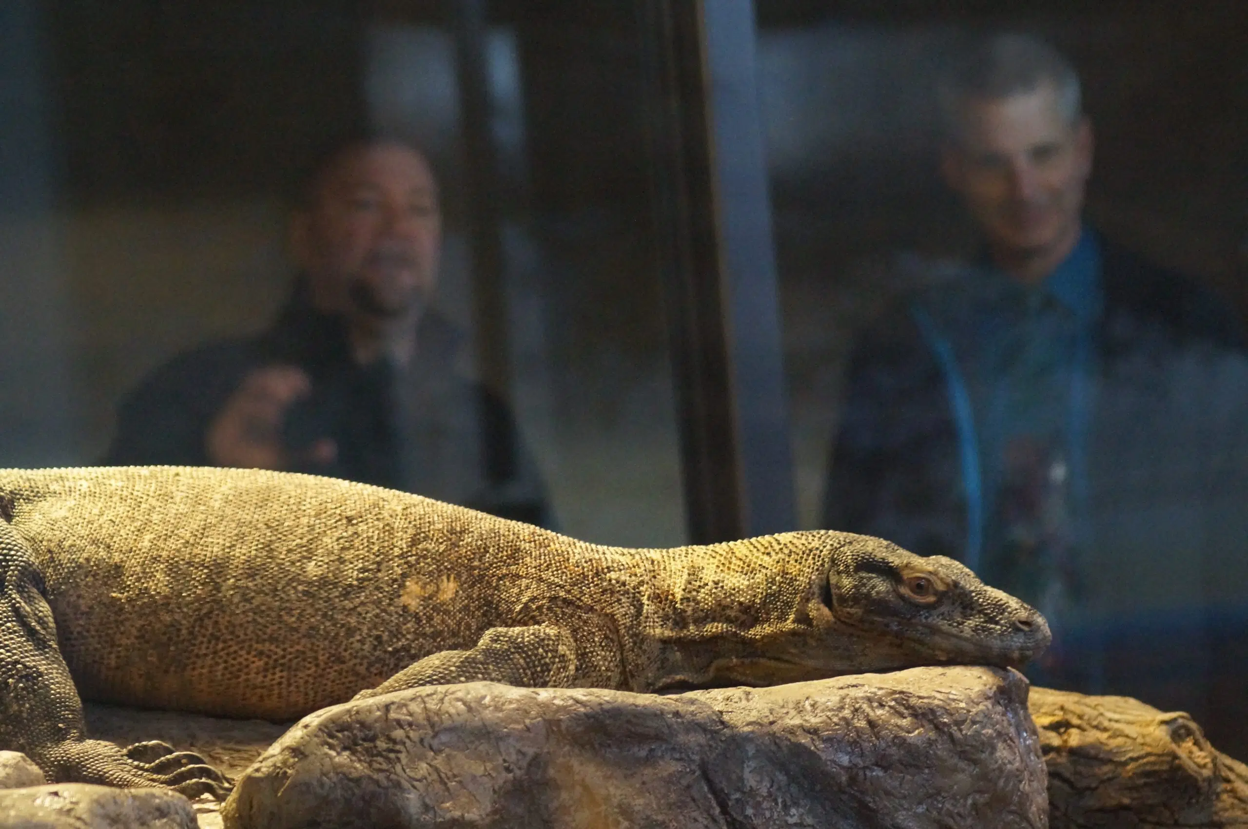 Komodo dragons settle into new home at Saskatoon zoo
