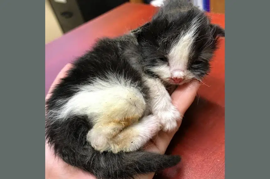 Kittens lit on fire in Prince Albert last month put down