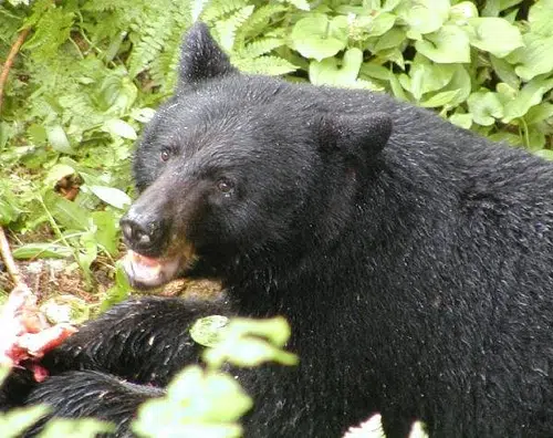 Reports of bears 'above average' in Saskatchewan: province
