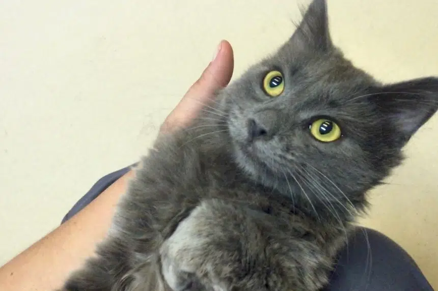 Saskatoon SPCA at capacity for cats, surrenders on hold