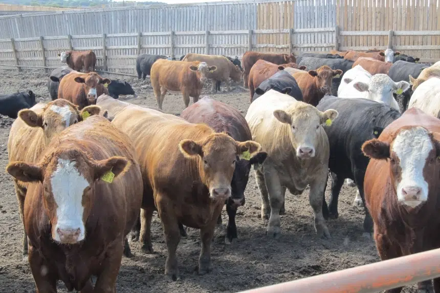 Investigation underway as 200 cattle die near Chaplin