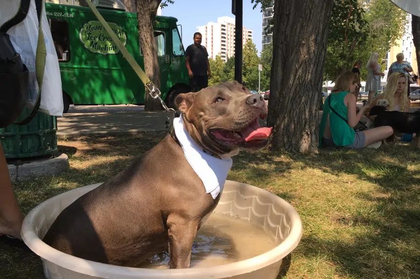Pooches and pals flood Kiwanis Park for Pets in the Park