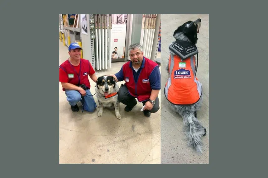 Regina man's service dog welcomed on the job