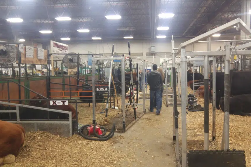 Agribition welcomes new Running of the Bulls event