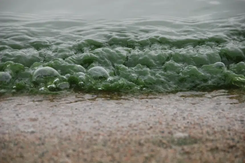 Public warned of blue-green algae blooms in Saskatchewan