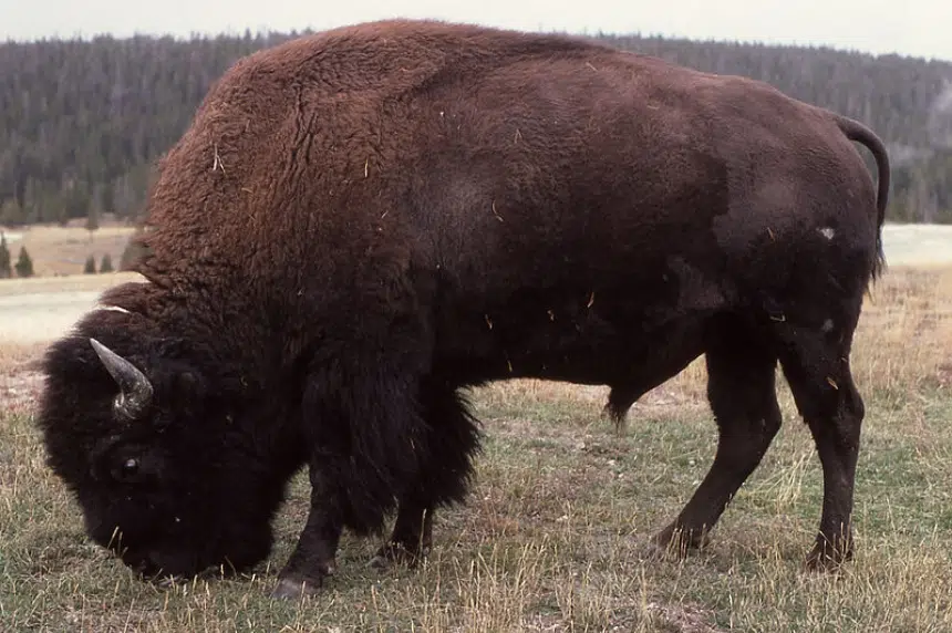 Anthrax confirmed in 2 bison deaths northwest of North Battleford
