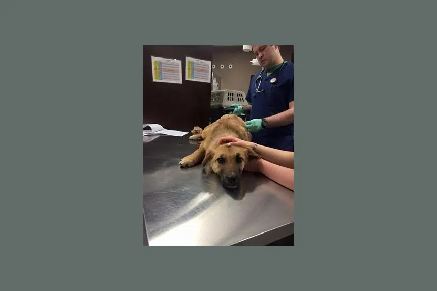 Dog shot with arrow recovering in Lumsden