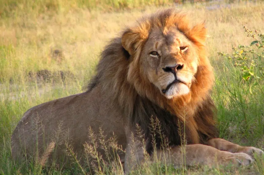 UPDATE: Wildlife federation shocked by Saskatoon Inn's decision to pull African hunting show