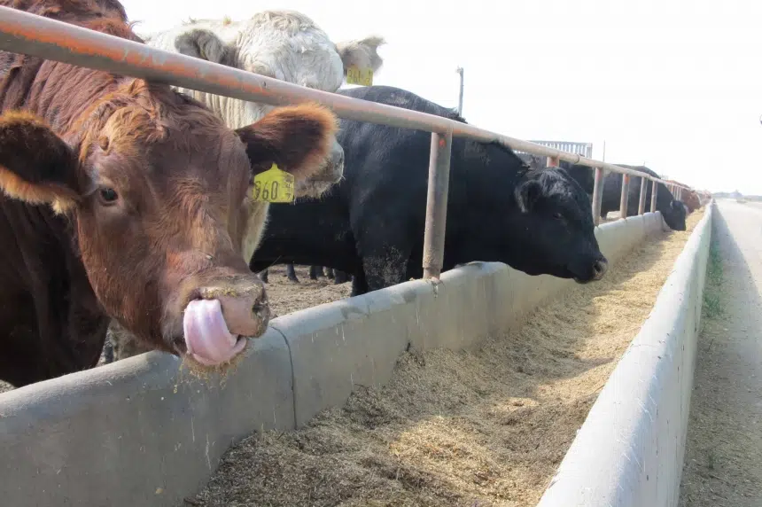 Saskatchewan cattle producers deal with drought