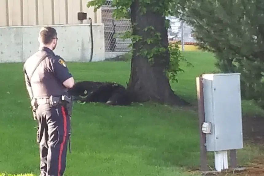 Black bear dies after being removed from Saskatoon