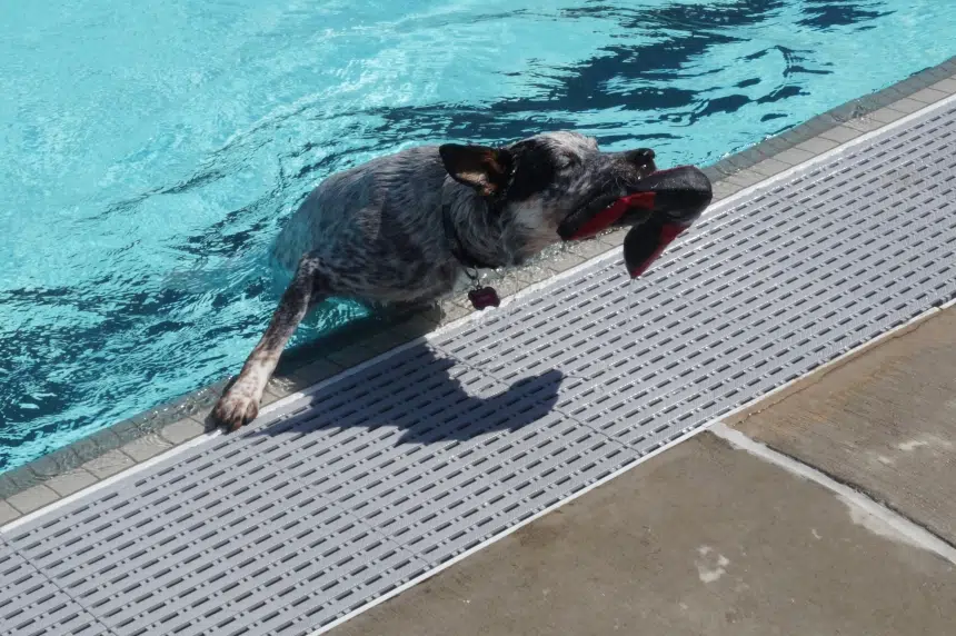 Who let the dogs in? Mayfair Pool opens for furry friends